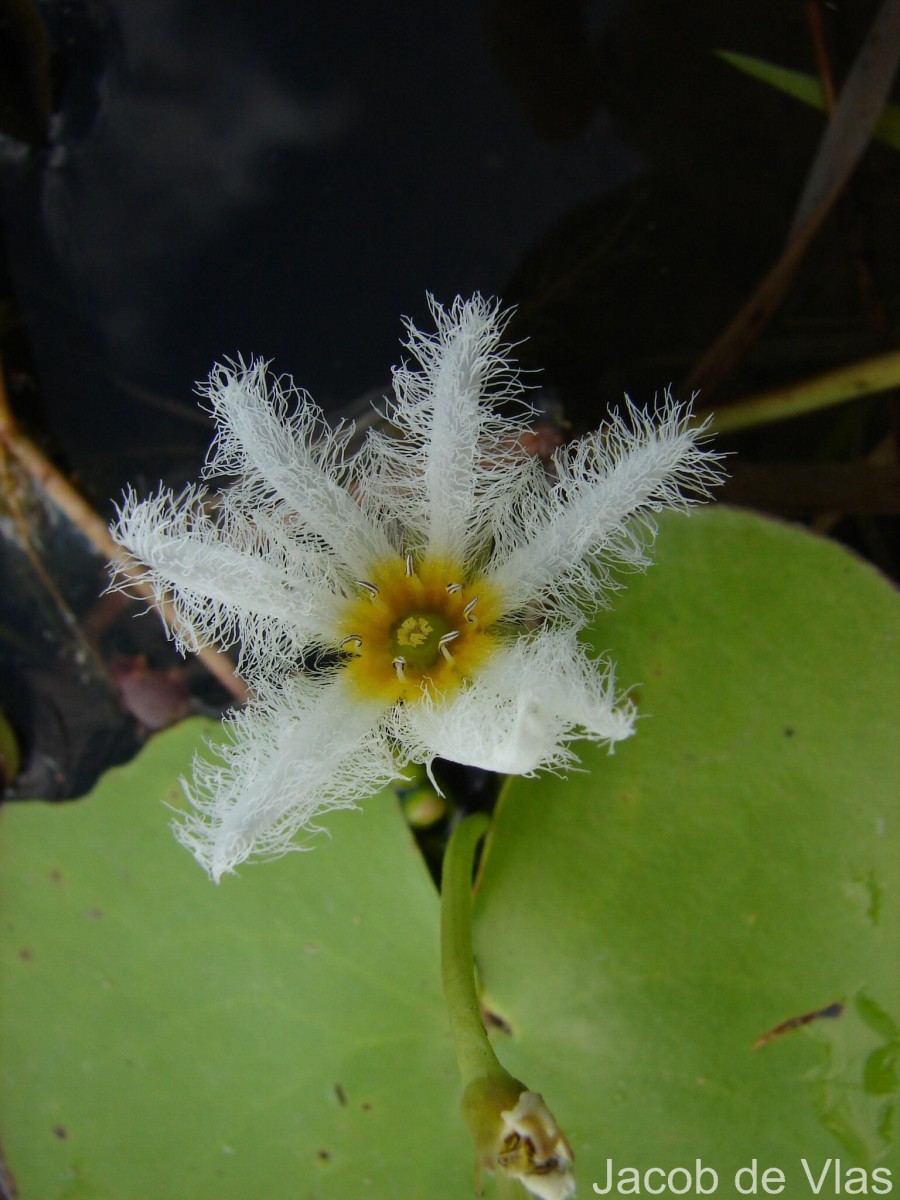 Nymphoides indica (L.) Kuntze